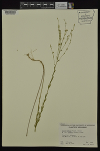 Linum medium var. texanum image