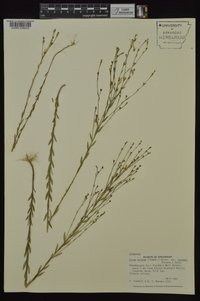 Linum medium var. texanum image