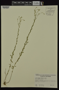 Linum medium var. texanum image