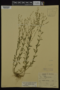 Linum medium var. texanum image