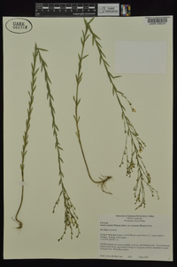 Linum medium var. texanum image