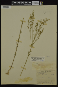 Linum medium var. texanum image