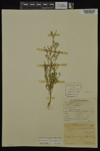 Linum medium var. texanum image