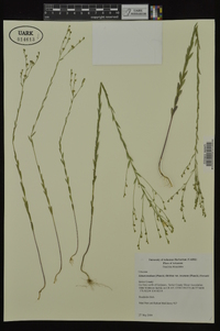 Linum medium var. texanum image