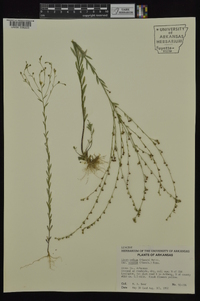 Linum medium var. texanum image