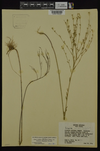 Linum medium var. texanum image