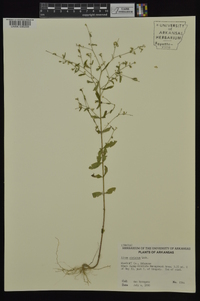 Linum striatum image