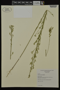 Linum sulcatum image