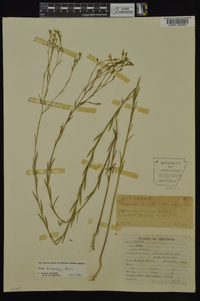 Linum sulcatum image