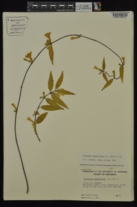 Gelsemium sempervirens image