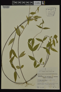 Gelsemium sempervirens image