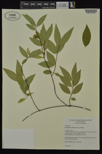 Gelsemium sempervirens image