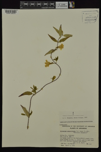 Gelsemium sempervirens image