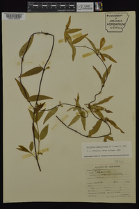 Gelsemium sempervirens image