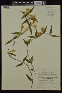 Gelsemium sempervirens image