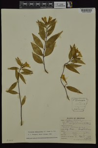 Gelsemium sempervirens image