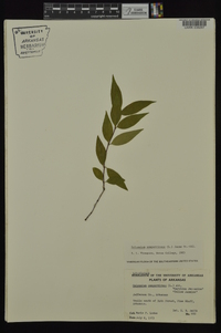 Gelsemium sempervirens image