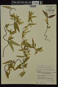 Gelsemium sempervirens image