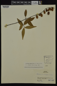 Gelsemium sempervirens image