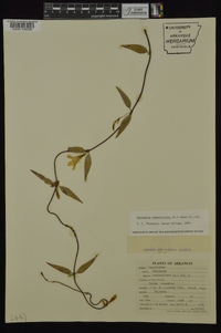 Gelsemium sempervirens image