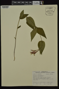 Spigelia marilandica image