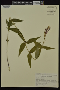 Spigelia marilandica image