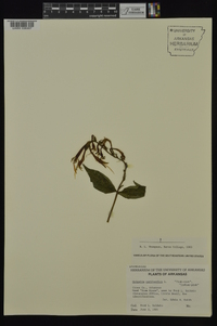 Spigelia marilandica image