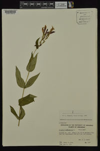 Spigelia marilandica image