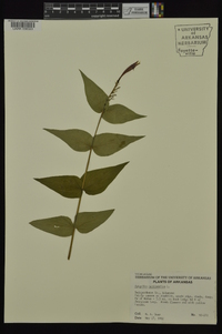 Spigelia marilandica image