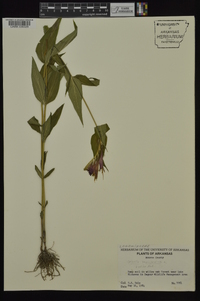 Spigelia marilandica image