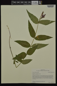 Spigelia marilandica image