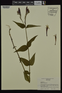 Spigelia marilandica image