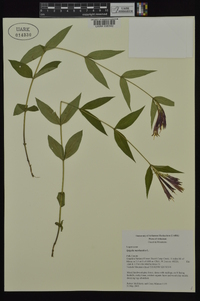 Spigelia marilandica image