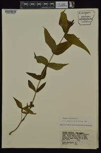 Spigelia marilandica image