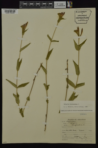 Spigelia marilandica image