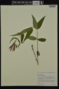 Spigelia marilandica image