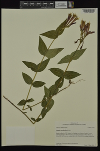 Spigelia marilandica image