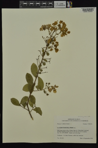 Lagerstroemia indica image