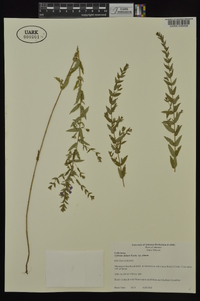 Lythrum alatum var. alatum image