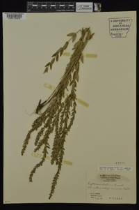 Lythrum alatum var. alatum image