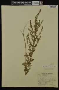 Lythrum alatum var. alatum image