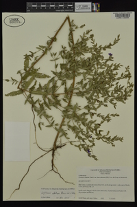 Lythrum alatum var. alatum image