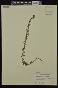 Lythrum alatum var. alatum image