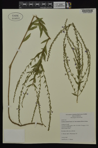 Lythrum alatum var. lanceolatum image