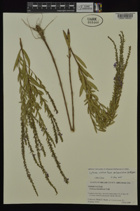 Lythrum alatum var. lanceolatum image