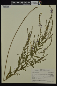 Lythrum alatum var. lanceolatum image