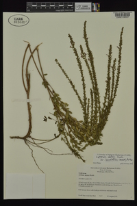 Lythrum alatum var. lanceolatum image