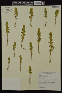 Rotala indica image