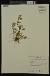 Rotala ramosior image