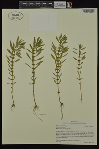 Rotala ramosior image